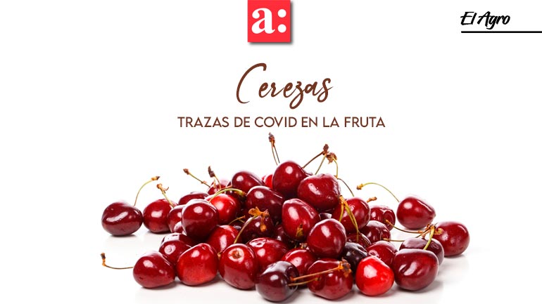 La trastienda de los amargos días de las cerezas chilenas en China