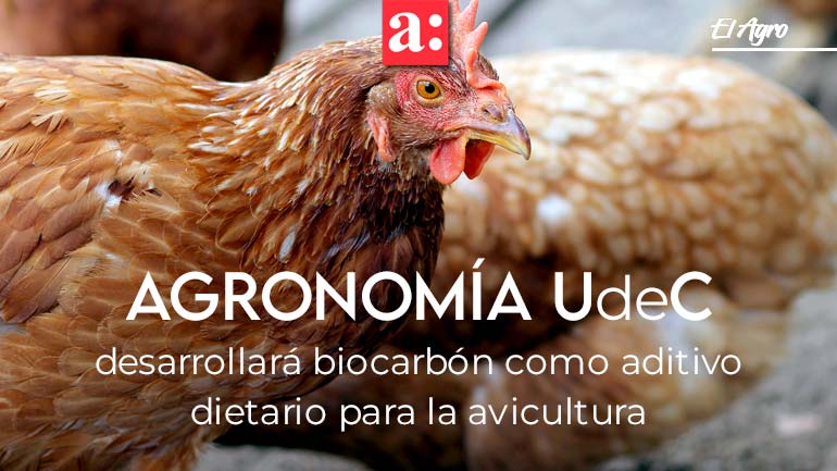 Agronomía UdeC desarrollará biocarbón como aditivo dietario para la avicultura