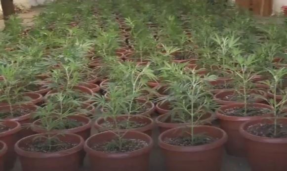 Carabineros descubrió más de mil plantas de marihuana en bodega de San Miguel
