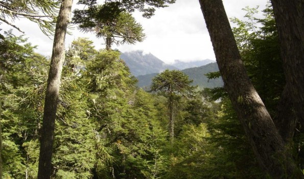 Una Conaf pública, requisito fundamental para detener la deforestación en Chile