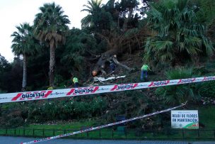 Viña del Mar: Árbol cayó sobre el reloj de flores causando graves daños