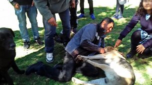 [VIDEO] Carabinero dispara a perrito en Vallenar y desata la furia de los vecinos