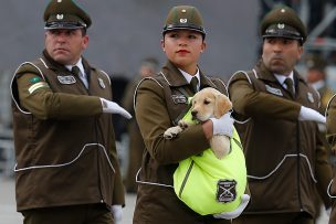 [FOTOS] Cachorros de Carabineros se transformaron en protagonistas de la Parada Militar