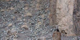 ¿Dónde está el leopardo? el nuevo desafío viral de las redes sociales