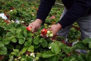 43% de los agricultores cree que temporada 2017-2018 será mejor que las anteriores