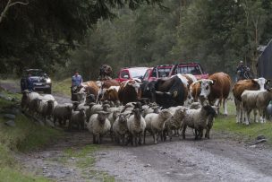 Minsal decretó alerta sanitaria en La Araucanía, Los Ríos y Los Lagos por brote de Fiebre Q