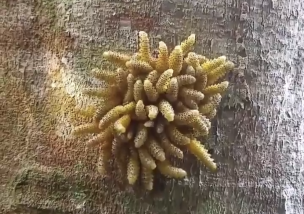 La extraña criatura descubierta en selva peruana