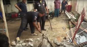 El hallazgo en el patio de una casa que no podrás creer