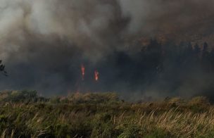 Alerta Amarilla en Vicuña por incendio forestal