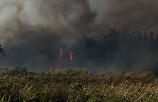 Alerta Amarilla en Vicuña por incendio forestal