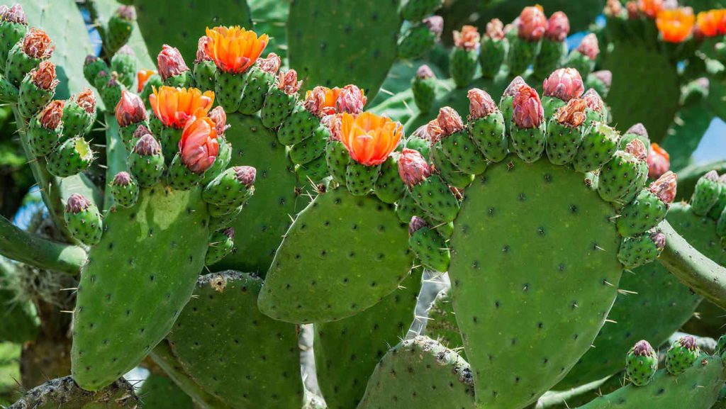El cactus, el alimento del futuro, según la FAO