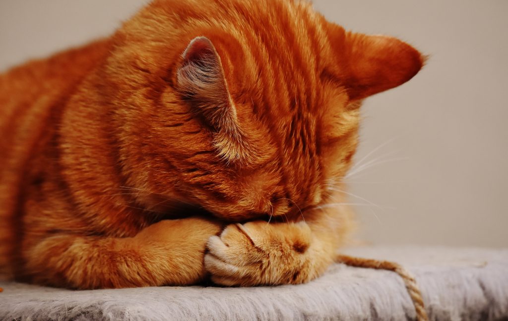 Hombre es condenado a dos años y medio de cárcel por matar un gato en Perú