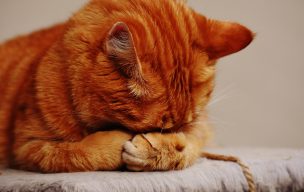 Hombre es condenado a dos años y medio de cárcel por matar un gato en Perú