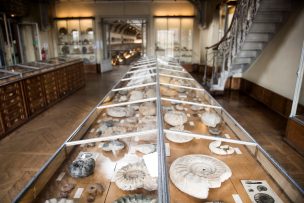 Hallan vida fósil de 3.500 millones de años en una roca