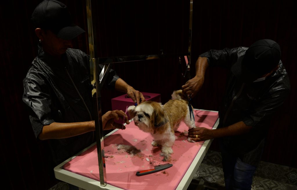 India tiene un lujoso hotel exclusivo para perros