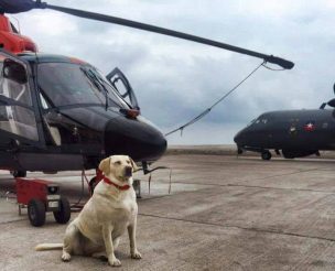 Conoce la historia de la perrita rescatada que ahora es Cabo Primero de Aviación Naval