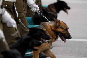 Perro de Carabineros muerde a niña durante fiesta navideña presidencial en Curicó