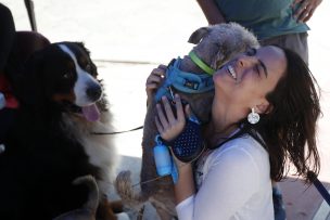 Minsal eliminó otros dos artículos de la ley de Tenencia Responsable de Mascotas