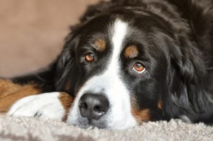 Minsal elimina norma que limitaba cantidad de mascotas por casa