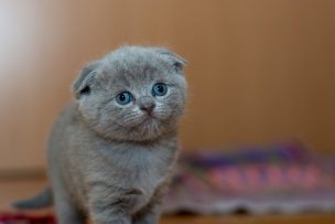 Abuela pensaba que cuidaba a un gato... pero en realidad era una zarigüeya