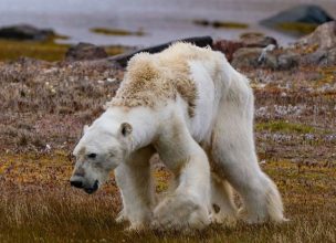 Imagen de oso polar buscando comida impacta al mundo