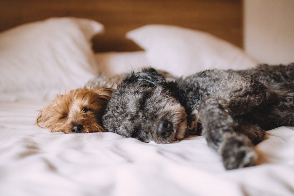 Propuesta de reglamento para tenencia responsable busca limitar cantidad de mascotas por vivienda