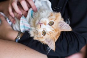 FOTOS | La extraña sesión de fotos de una pareja para anunciar que adoptó un gato