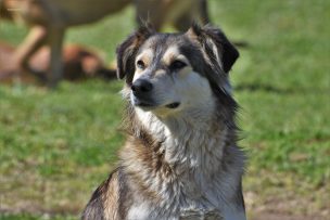 Lactante de un año debió ser intervenido tras ser atacado por un perro: piden responsabilizar al dueño y al cuidador