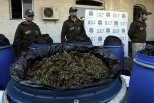 Detienen a tres mexicanos en plantación ilegal de marihuana en Pumanque