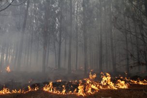 Declaran Alerta Amarilla para San Javier por incendio forestal