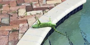 Llueven iguanas congeladas en Florida