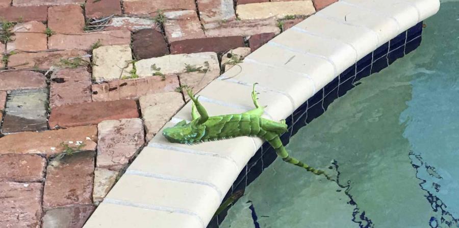 Llueven iguanas congeladas en Florida