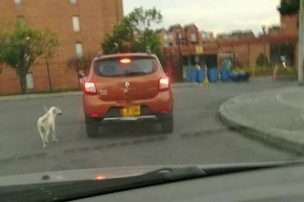 El viral más triste del momento: Hombre abandona a su perrito a través de engaños