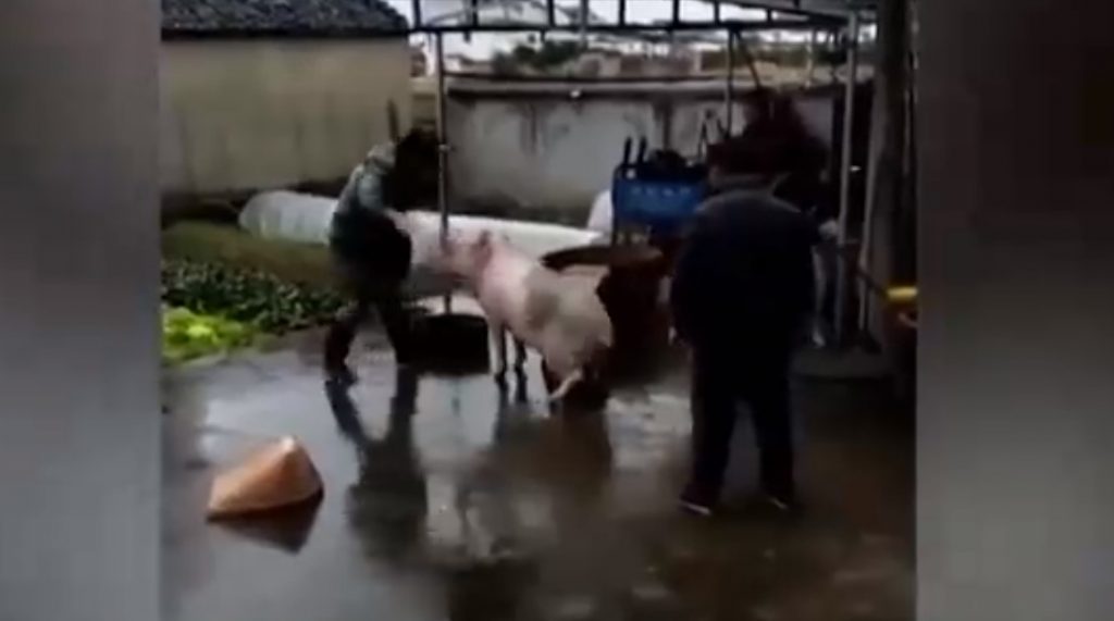 Valentía ante todo: Chancho intentó salvar a su amigo de ser faenado