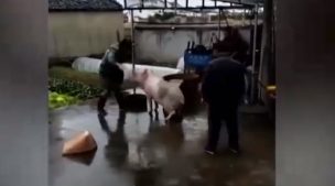 Valentía ante todo: Chancho intentó salvar a su amigo de ser faenado