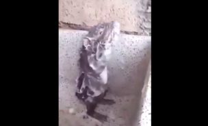 ¡Se cree humano! Video de un ratón duchándose causa furor en las redes sociales