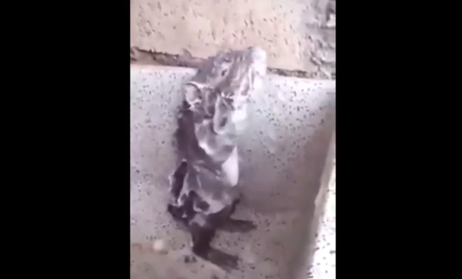 ¡Se cree humano! Video de un ratón duchándose causa furor en las redes sociales