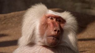 Cerca de 50 babuinos se escaparon de una jaula en el zoológico de París