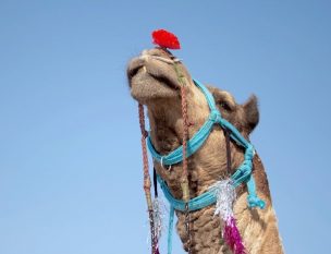 ¡Hicieron trampa! 12 camellos fueron descalificados de concurso de belleza