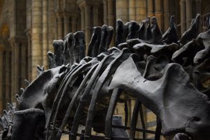 Marruecos investiga la venta de una cola de dinosaurio en México