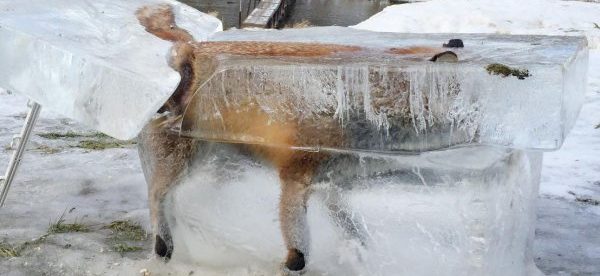 ¡Parece de “La Era del Hielo”! Encuentran a un zorro congelado en Alemania