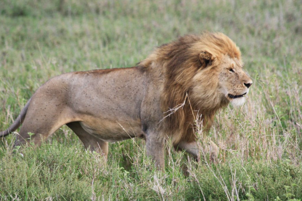 Cazador ilegal fue devorado por leones en Sudáfrica