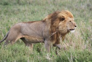 Cazador ilegal fue devorado por leones en Sudáfrica