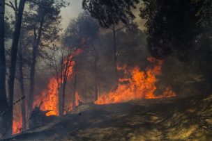 Intendencia de Valparaíso declaró Alerta Roja para Villa Alemana por incendio forestal