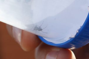 Familia destaca “milagrosa recuperación” del 3er chileno con fiebre amarilla