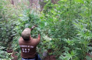 Carabineros detiene a joven y decomisa 49 plantas de marihuana