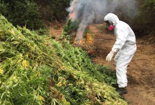 Incautan cultivo de marihuana avaluado en más de 3 millones de dólares