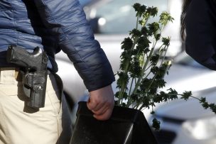 PDI San Felipe detuvo a mujer con cultivo de marihuana en el interior de un auto