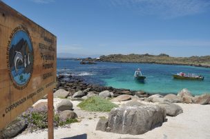 Erradican plaga de conejos en islas de Reserva Nacional Pingüino de Humboldt