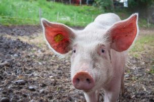 Pareja en Canadá se comió a la cerdita que habían adoptado desde un refugio de animales